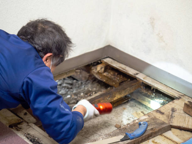 Best Residential Mold Remediation in Dundee, MI