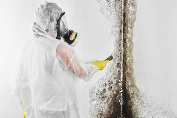 Best Attic Mold Remediation in Dundee, MI