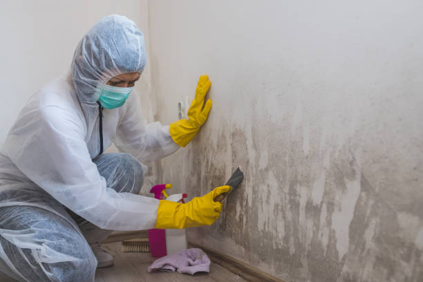 Best Commercial Mold Remediation in Dundee, MI