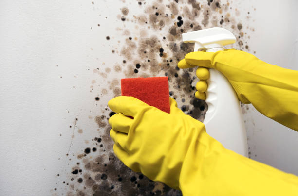 Best DIY Mold Remediation Support Services in Dundee, MI