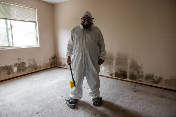 Best Residential Mold Remediation in Dundee, MI