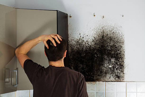 Best White Mold Remediation in Dundee, MI