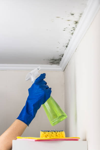 Professional Mold Remediation in Dundee, MI