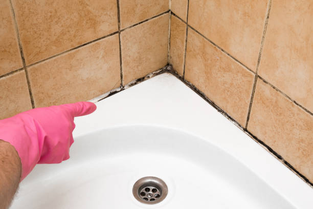 Best Localized Mold Remediation (e.g., coastal areas, humid climates) in Dundee, MI